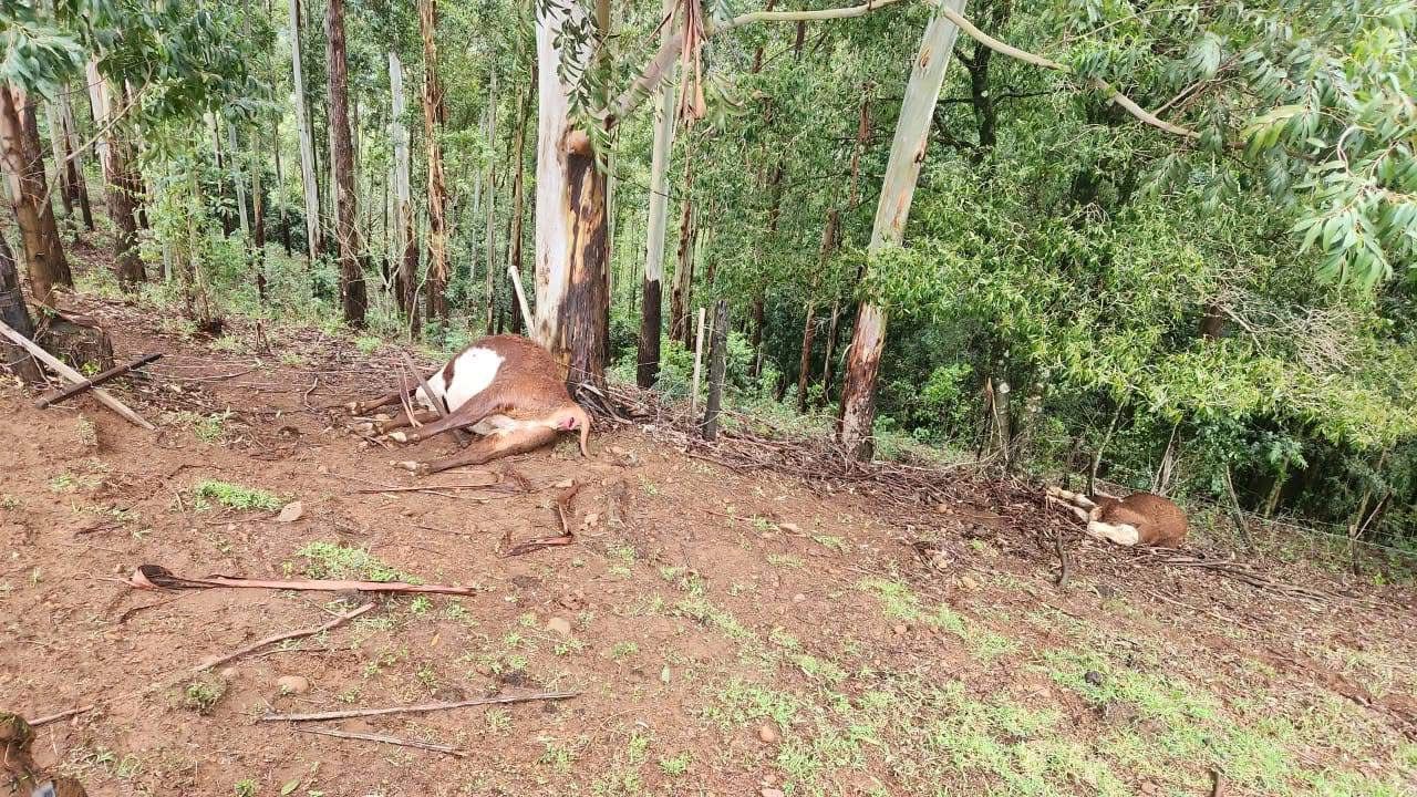 Raio mata três animais em propriedade rural