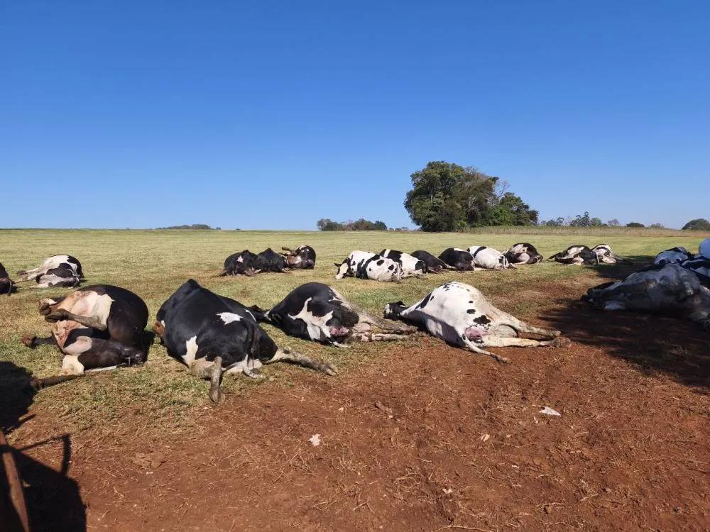 Animais mortos em comunidade de Marechal Cândido Rondon (Foto: Redes sociais)