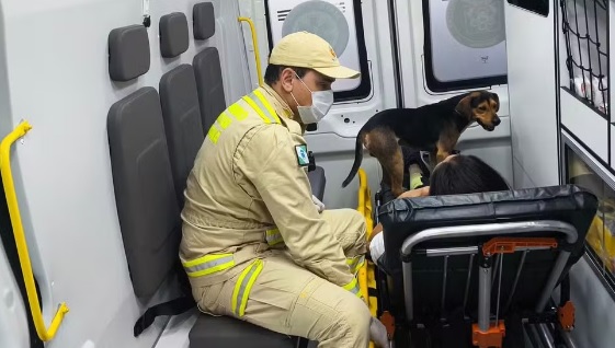 Doguinho fica de guarda da dona ferida dentro de ambulância