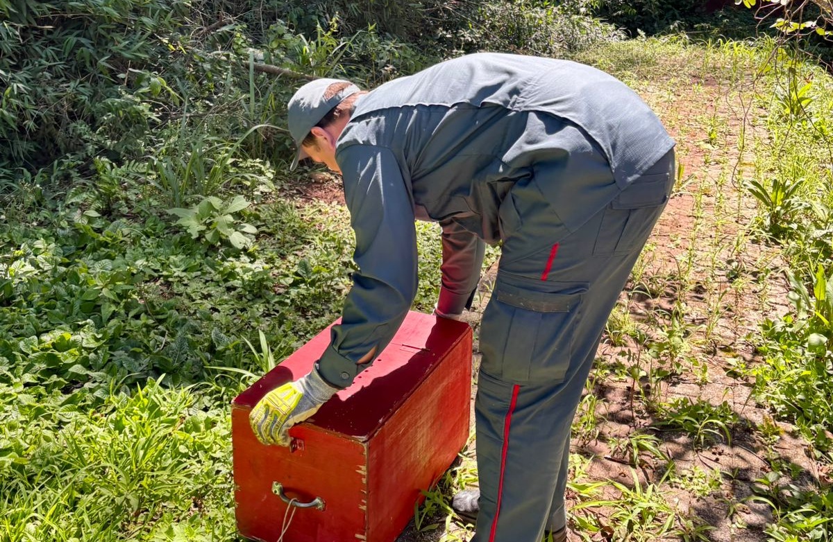 Lagarto curioso faz visita inesperada em Cunha Porã