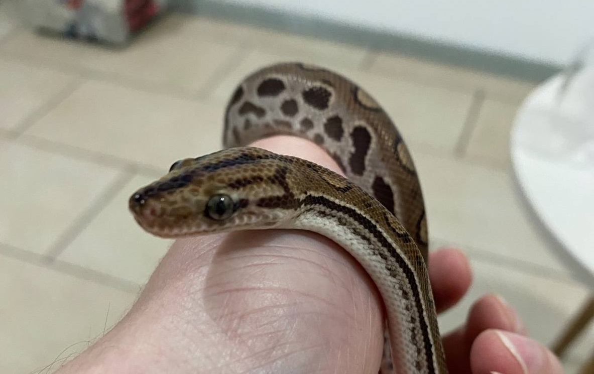 Professor de inglês divide apartamento ao lado de quatro serpentes