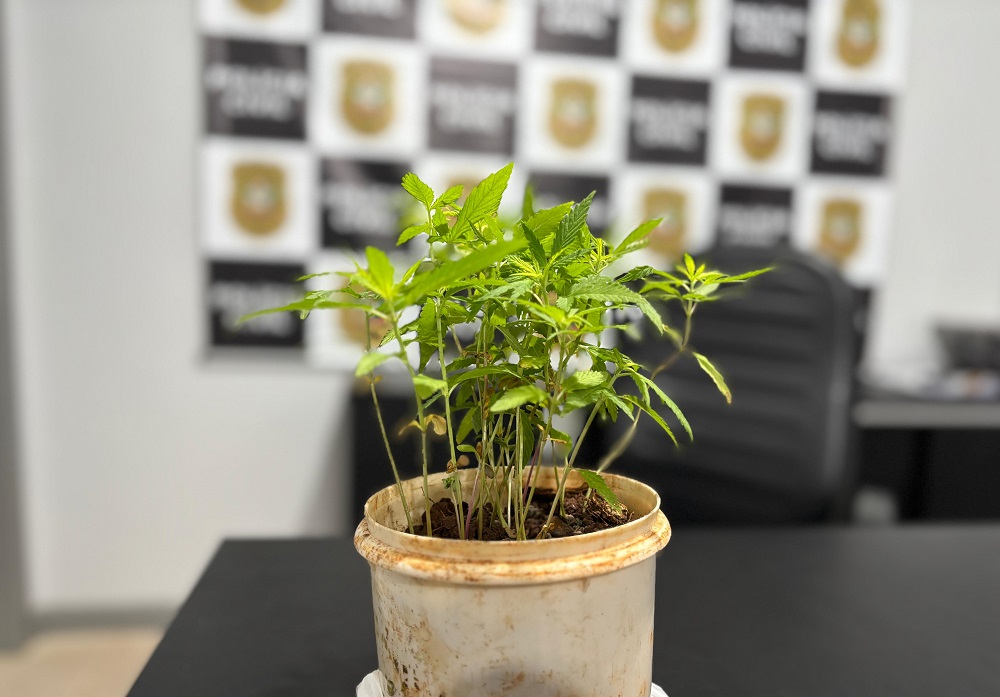 Espécie de planta segue sendo investigada (Foto: Henrique Paulo Koch)