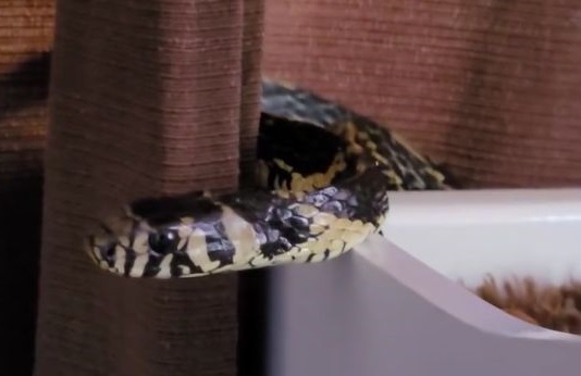 Cobra gigante pega no sono em berço