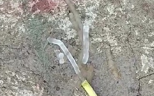 Água congela ao sair de mangueira em Chapecó