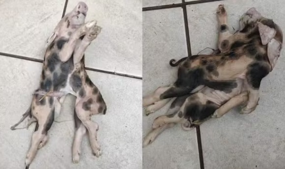 Leitão com dois corpos e uma cabeça nasce morto em propriedade rural de Iraceminha