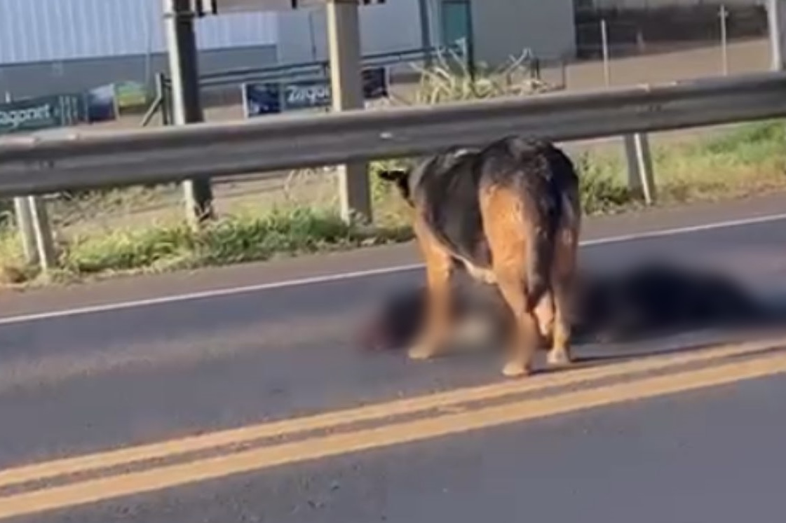 Pastor Alemão permanece 8 horas ao lado de cão morto
