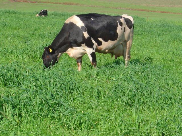 Serra Alta entrega mais de 40 mil quilos de sementes de aveia a produtores rurais